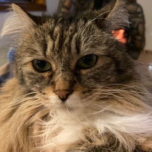 Meet your Posher, Annie